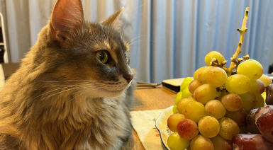Les aliments toxiques ou interdits pour un chat
