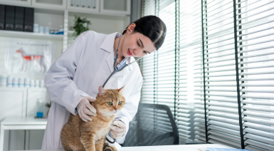 10 signes pour savoir si un chat est malade