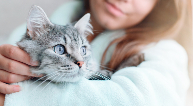 Donner son chat : que dit la loi et quelles solutions dignes ?
