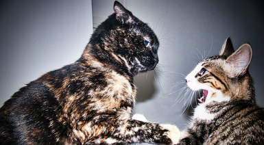 Comment gérer les conflits entre chats à la maison ?
