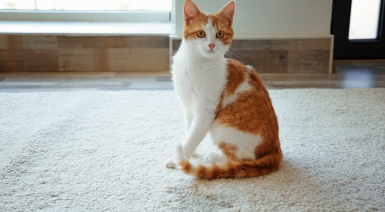 6 astuces naturelles pour enlever les odeurs d’urine de chat à la maison