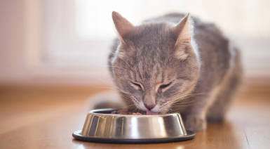 Bien choisir une gamelle pour son chat