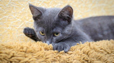 Pourquoi mon chat tète comme un bébé et comment y remédier ?
