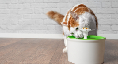 Choisir une fontaine à eau pour son chat