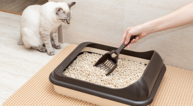 Quel type de litière choisir pour son chat ?