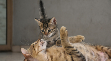 Faire cohabiter un chat avec un chaton