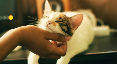 Les races de chats les plus affectueuses : idées reçues et vérités