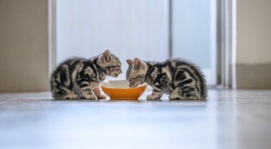Que mange un chaton selon son âge ?