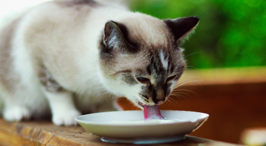 Peut-on donner du lait à un chat adulte ou un chaton ?