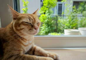 Les chats et la vie en appartement : mythes, réalités et races souvent citées