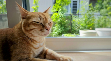Les chats et la vie en appartement : mythes, réalités et races souvent citées