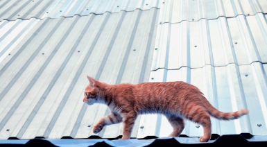 Chat de gouttière : caractère, santé et mode de vie