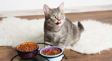 Nourrir un chat adulte en respectant ses besoins nutritionnels