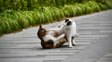 Comment réagir quand mon chat rentre blessé après une bagarre ?