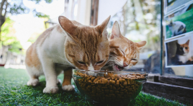 Gérer la satiété d'un chat trop gourmand
